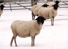 Landwirtschaft-6  ..noch mehr Schafe : Adolphus Busch, Bau und Natur, Villa Lilly