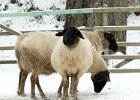 Landwirtschaft-8  eins, zwei, oder drei Schafe : Adolphus Busch, Bau und Natur, Villa Lilly