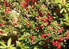 Natur-1  blühender Rhododendron : Adolphus Busch, Bau und Natur, Villa Lilly