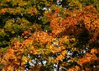 Natur-10  Herbststimmung : Adolphus Busch, Bau und Natur, Villa Lilly