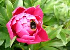 Natur-9  eifrige Hummel an der Blüte : Adolphus Busch, Bau und Natur, Villa Lilly